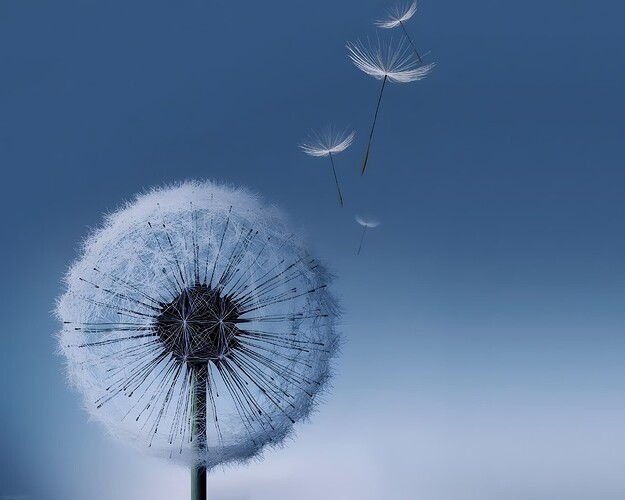 dandelion samsung-5120x4096-upscaled