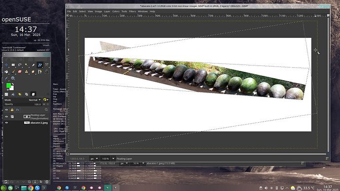 2025-03-16_14-37-50_oSU-Gimp3-ooops