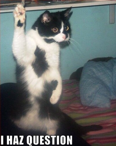 cat-humor-i-haz-question