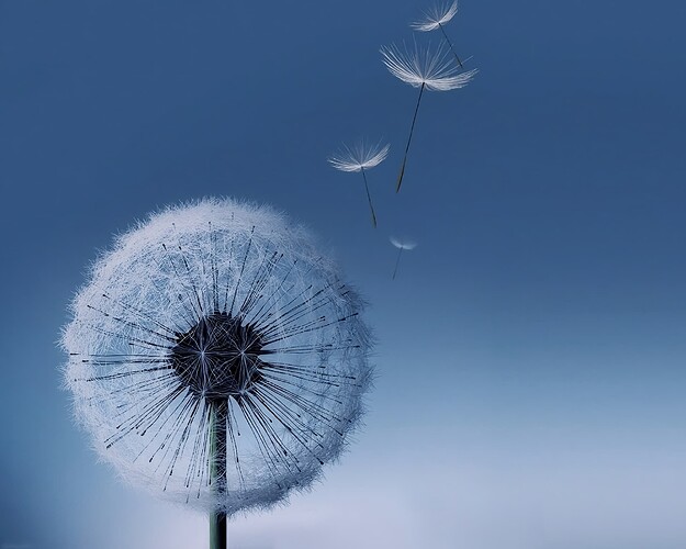 dandelion samsung-transformed